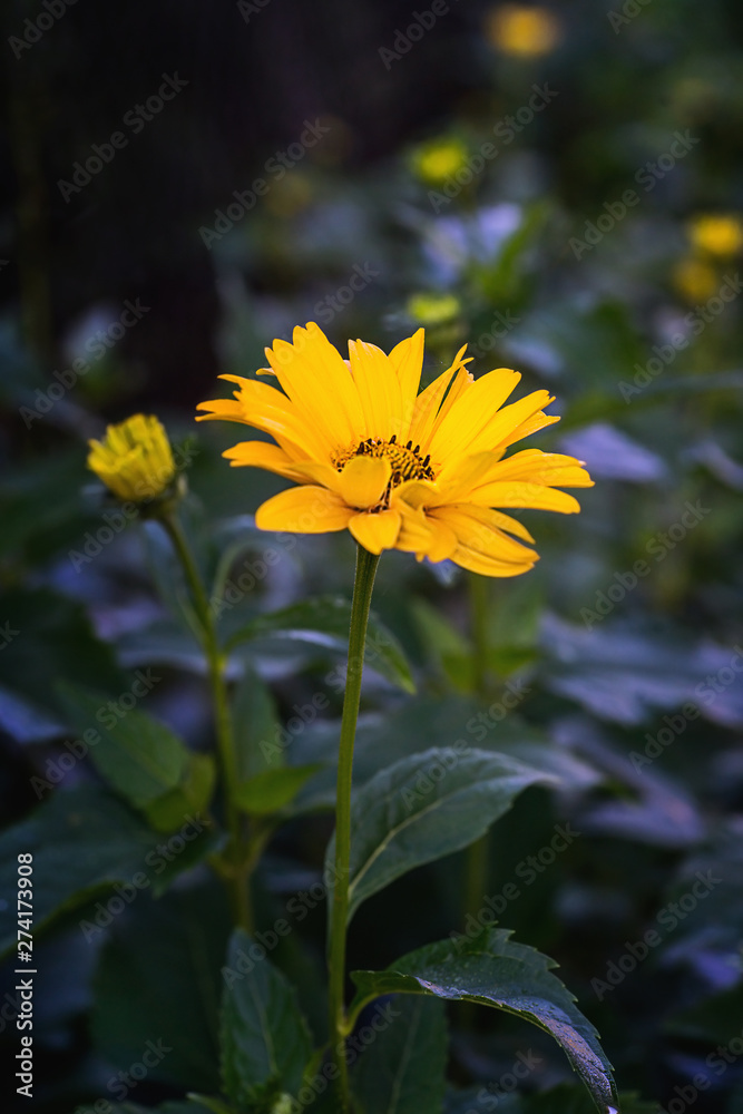 Arnica flower blossom Arnica flower blossom