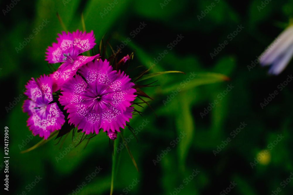 Obraz premium purple flower