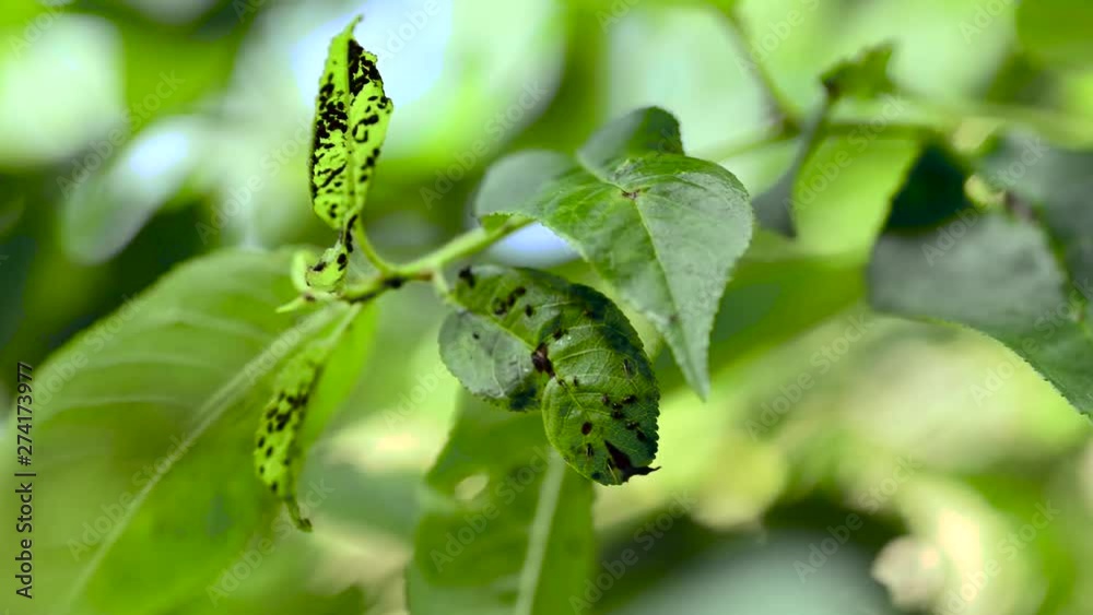 Aphides on green cherry leaves close up macro footage at summertime. Aphides on green cherry leaves close up macro footage at summertime.