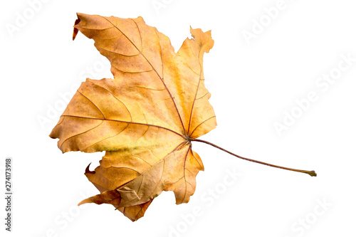 maple tree leaf