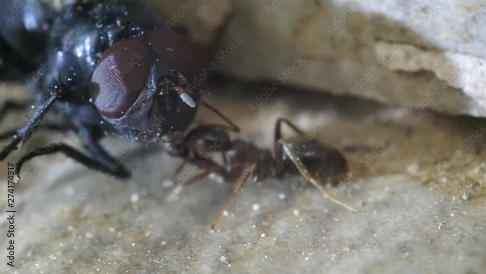 Ants attack a fly and try to put it in the anthill, the fly resists dying Ants attack a fly and try to put it in the anthill, the fly resists dying