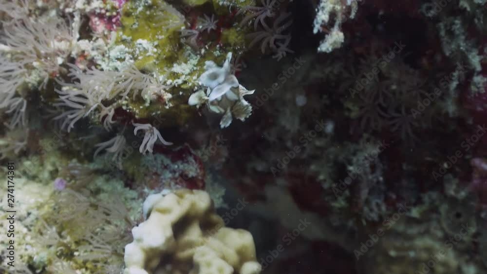 Filmed with Sony AX700 1080 HD 100FPS
Gates Underwater Housing Filmed with Sony AX700 1080 HD 100FPS
Gates Underwater Housing