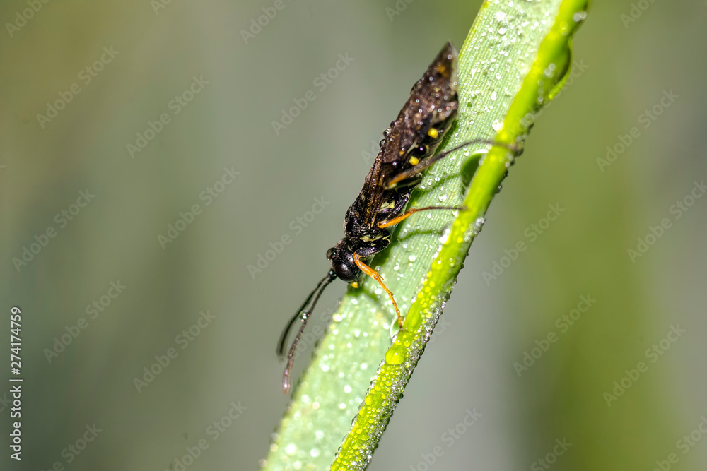 tiny sweet bug on green leaf and season grass