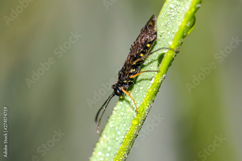 tiny sweet bug on green leaf and season grass © Mario Plechaty
