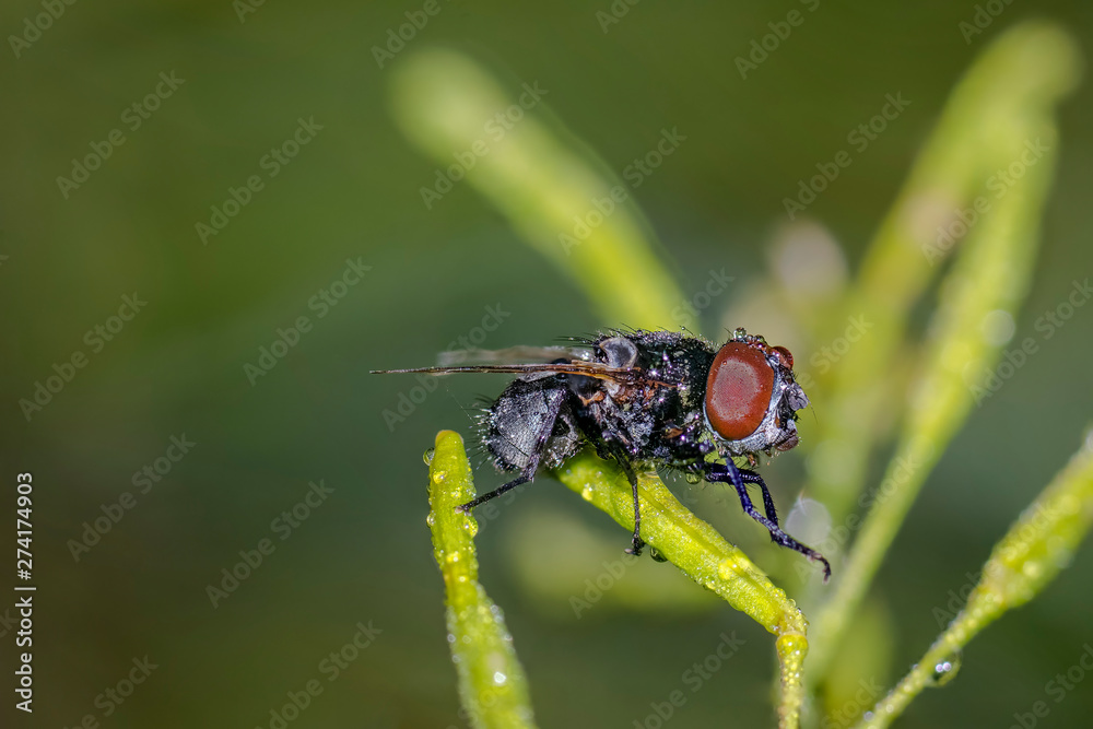 Naklejka premium tiny sweet bug on green leaf and season grass