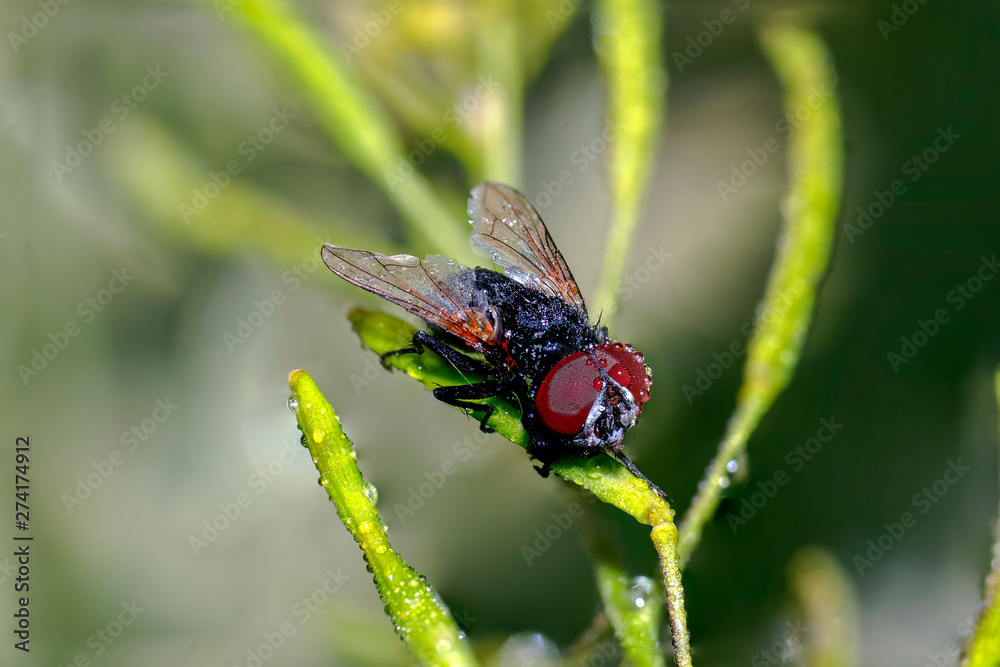 Naklejka premium tiny sweet bug on green leaf and season grass