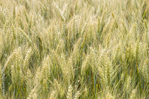 Unripened wheat field closeup in summer © isabela66