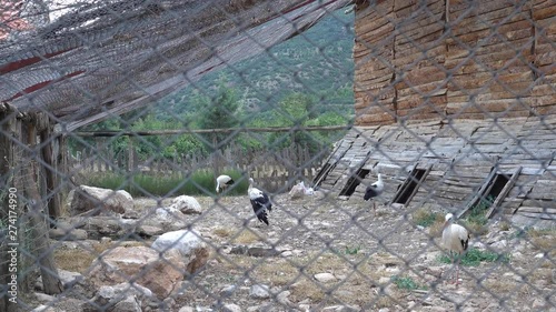 Burdur, Turkey - 8th of July 2018: 4K Visiting the Lisinia wild life reabilitation center - Storks in special reabilitation aviary photo