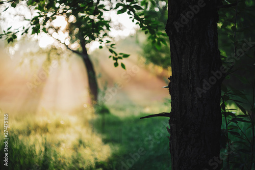 Scenic sunny natural green background. Silhouette of tree trunk in sunny day with copy space. Sunshine on beautiful leaves. Morning landscape of nature with sunbeams. Scenery of vegetation in sunlight