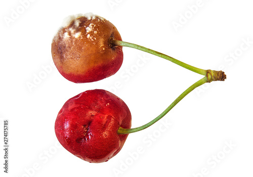 Spoiled sweet cherry from the fridge, rotten fruits. Isolated on white background. Moldy red berry. Drops of condensation on the skin. Food poisoning.