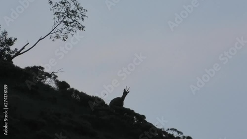 camoscio all'alba