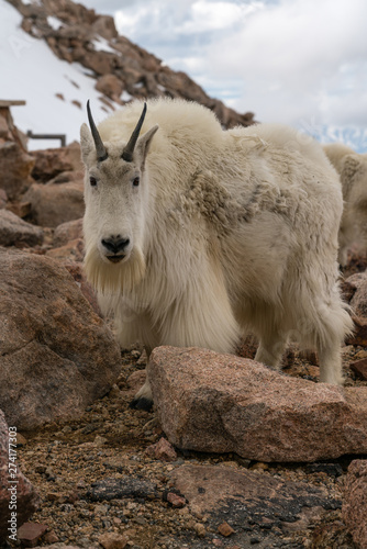 Mountain Goat in Colorado