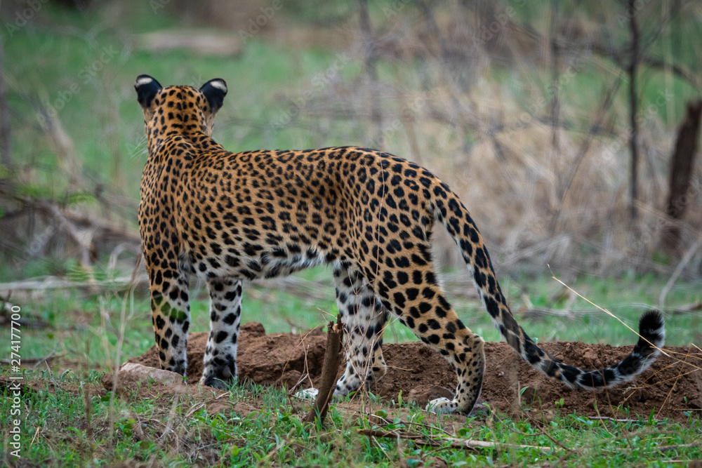 A female leopard or panther or panthera pardus in green background at jhalana forest reserve, jaipur, rajasthan, india A female leopard or panther or panthera pardus in green background at jhalana forest reserve, jaipur, rajasthan, india