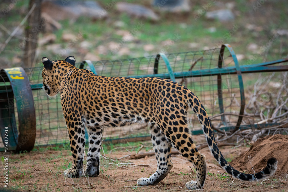 Obraz premium A female leopard or panther or panthera pardus in green background at jhalana forest reserve, jaipur, rajasthan, india 