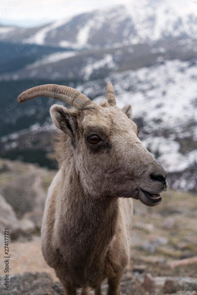 Naklejka premium Bighorn Sheep in Colorado