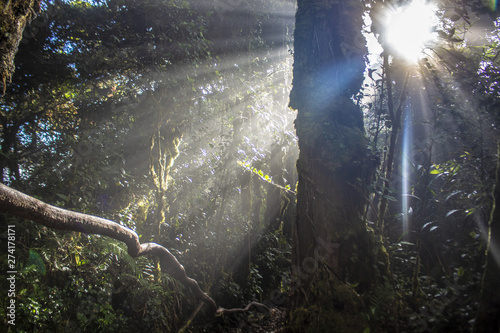 foret avec rayon de soleil