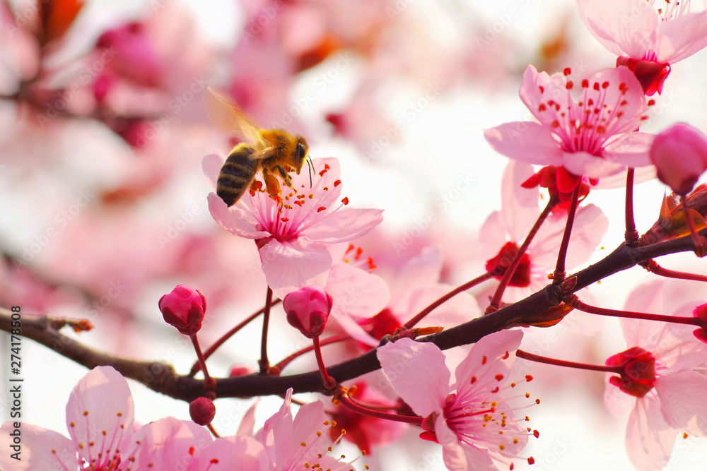 Mandelblüte im Frühling - Almond Blossom in springtime