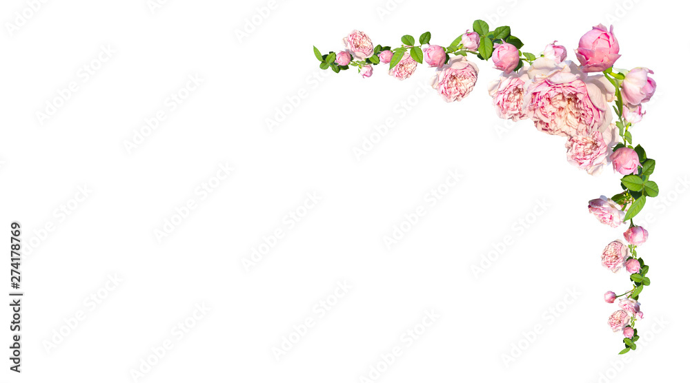 Framework from roses on pink background.Photo with clipping path.