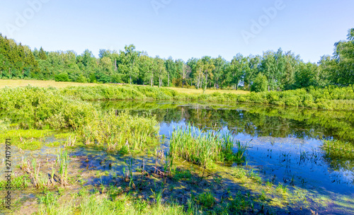 Fototapeta Naklejka Na Ścianę i Meble -  View of the picturesque marsh in the summer.
