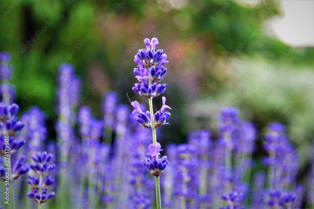 Obraz premium Lavender Beauty