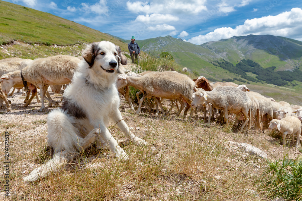 A Maremma sheepdog guarding sheep, Piano Grande, Monti Sibillini National Park, Umbria, Italy - obrazy, fototapety, plakaty 