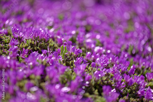 Bed of flowers