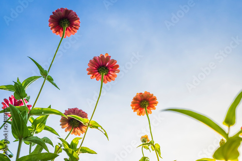 Pink flowers cosmos bloom beautifully in the garden of the nature with blue sky background