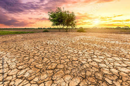 Brown dry soil or cracked ground texture and green tree on orange sunset sky background.