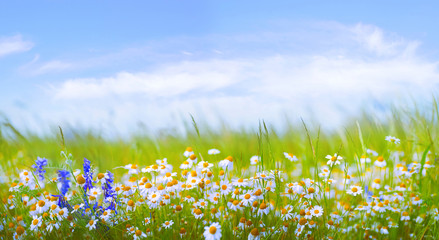 Many daisies in the field in green grass in wind against blue sky with clouds.  Natural landscape with wild meadow flowers, wide format, copy space.