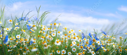 Beautiful field meadow flowers chamomile, blue wild peas in morning against blue sky with clouds, nature landscape, close-up macro. Wide format, copy space. Delightful pastoral airy artistic image. photo