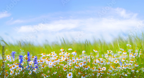 Many daisies in the field in green grass in wind against blue sky with clouds.  Natural landscape with wild meadow flowers, wide format, copy space.