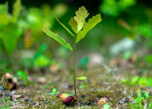 a young oak sprout sprouting from an acorn close-up on a blurred green background