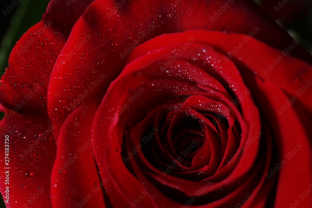 flower flower