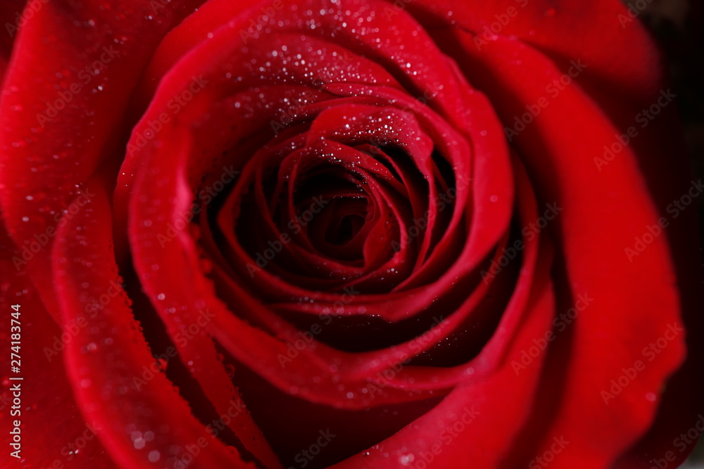 flower flower