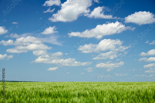 Green wheaten sprouts in the field and cloudy sky. Bright spring landscape. © soleg