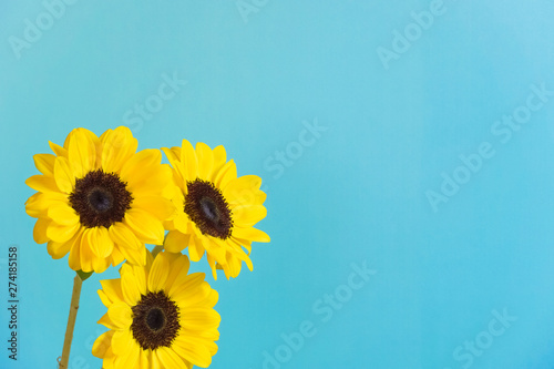 Sunflower  light blue background.                            