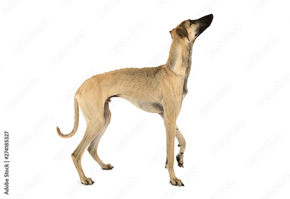 Arabian Sloughi dog isolated on a white Arabian Sloughi dog isolated on a white