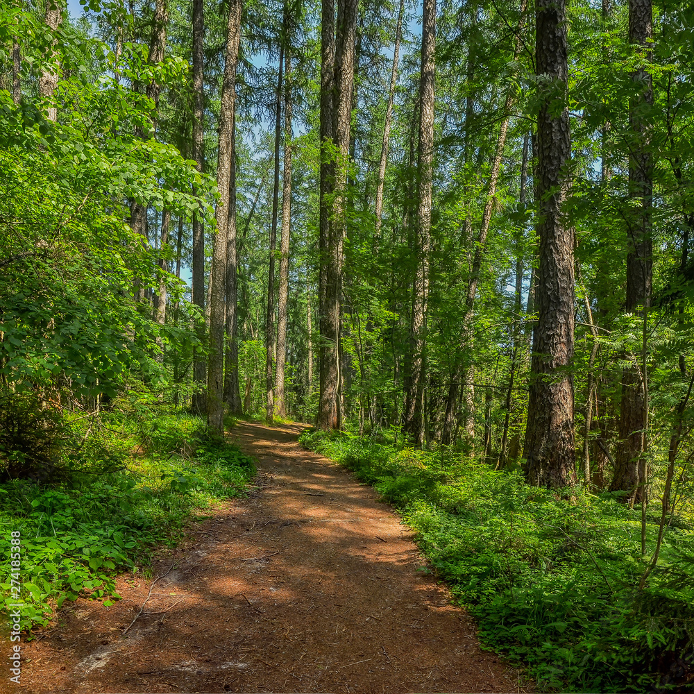 Fototapeta premium Letnie zacienione alejki w Parku nad jeziorem.