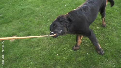 Hovawart  puppy 5 m old pure breed cute dog play with ovner by pulling the rope Grab it for a game of tug-of-war. POV photo