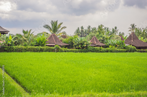 Picturesque rice field on the island of Bali, Indonesia. Tourism in Asia