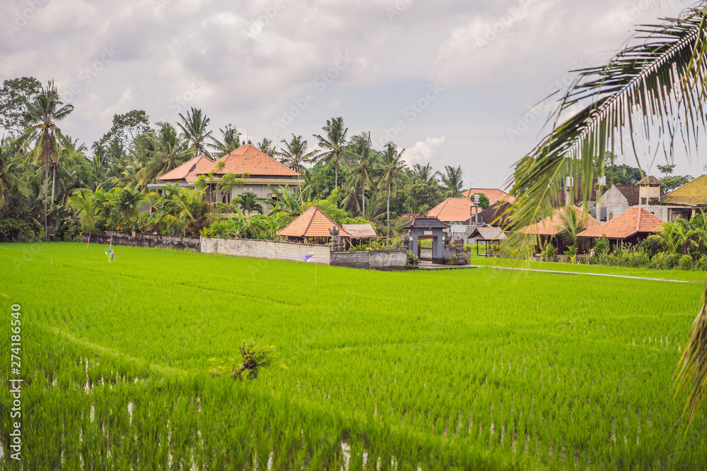 Picturesque rice field on the island of Bali, Indonesia. Tourism in Asia Picturesque rice field on the island of Bali, Indonesia. Tourism in Asia