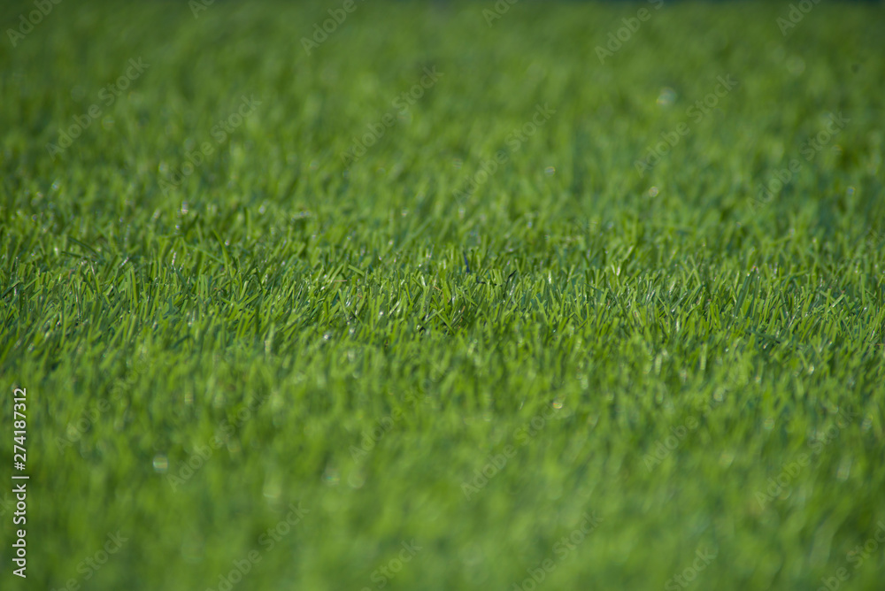 green grass background