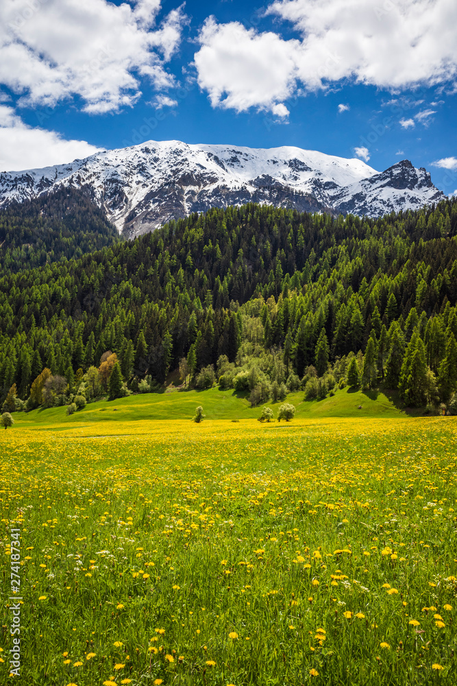 meadow with flowers and mountains