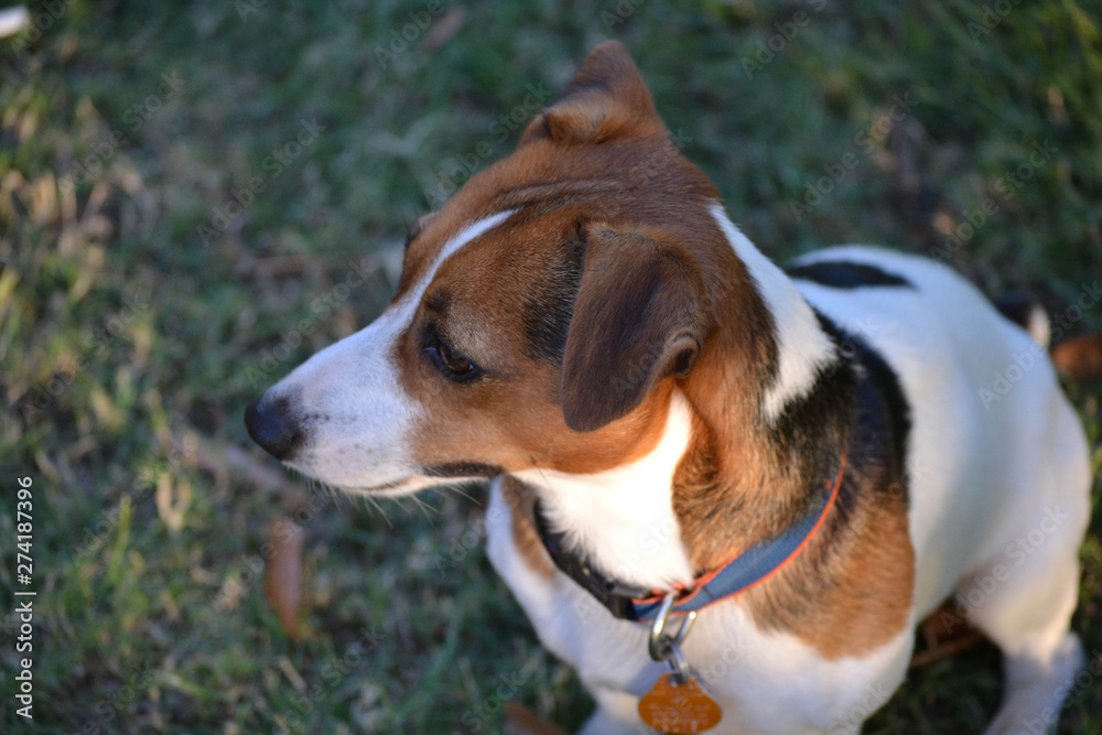 Tri-Color Jack Russell Terrier Profile