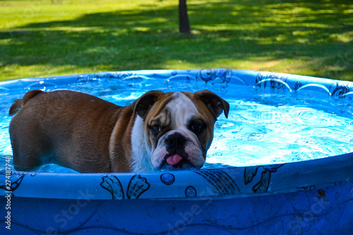 Fototapeta Naklejka Na Ścianę i Meble -  English Bulldog Puppy Tongue Out in Pool