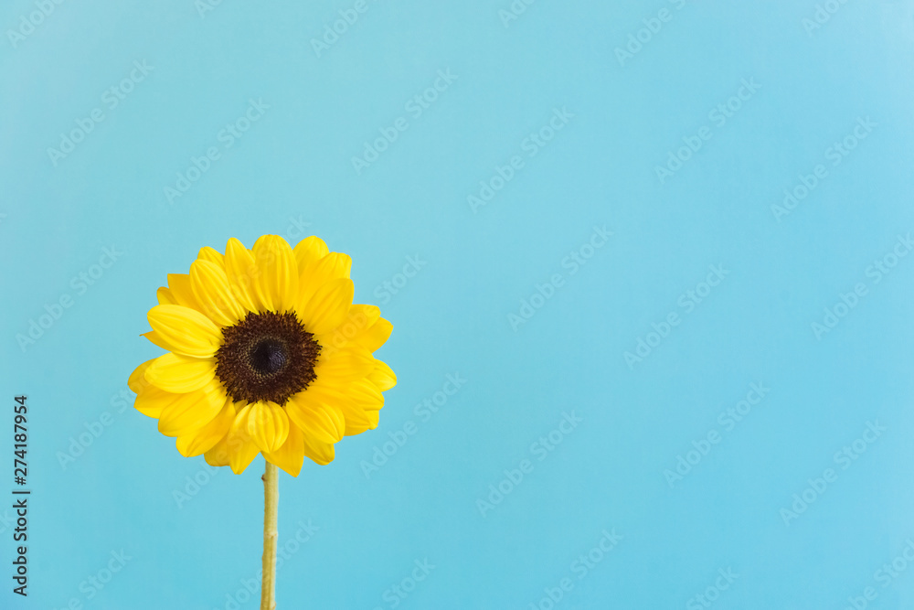 Sunflower Light Blue Background ひまわり 水色背景 Stock Photo Adobe Stock Sunflower Light Blue Background ひまわり 水色背景 Stock Photo Adobe Stock