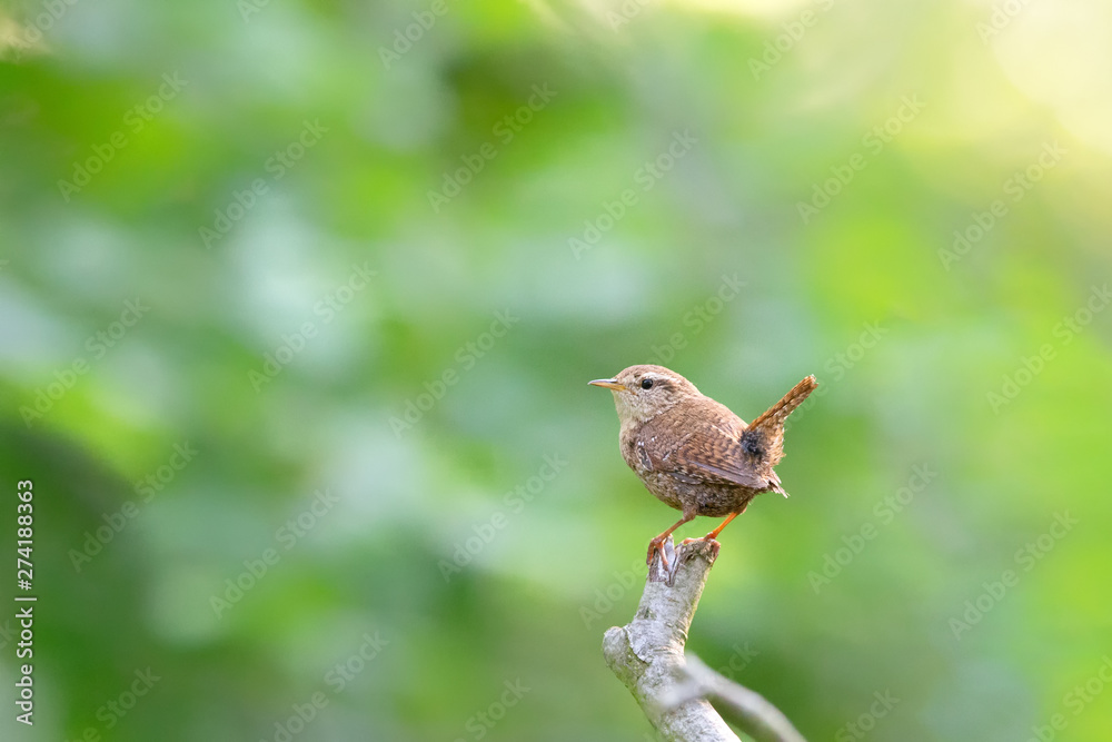 Eurasian wren (Troglodytes troglodytes) singing in the nature protection area Moenchbruch near Frankfurt, Germany. Eurasian wren (Troglodytes troglodytes) singing in the nature protection area Moenchbruch near Frankfurt, Germany.