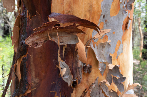 Tree Bark on a Gum Tree in the Australian outback
