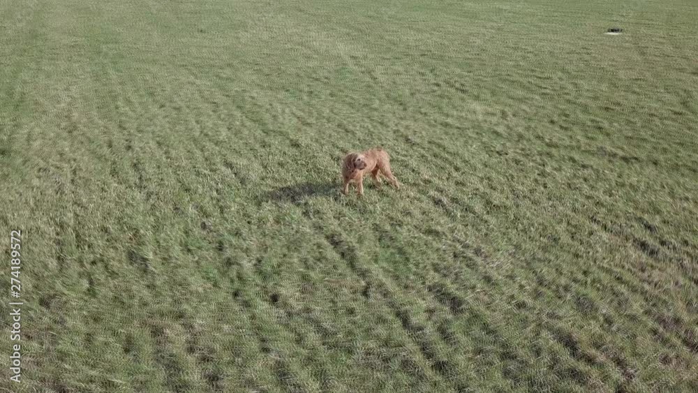 Hungarian viszla on empty green field, aerial Hungarian viszla on empty green field, aerial