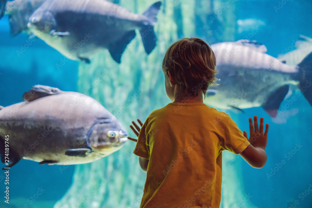 Obraz premium Little boy, kid watching the shoal of fish swimming in oceanarium, children enjoying underwater life in Aquarium
